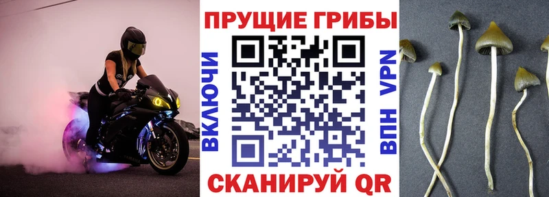Псилоцибиновые грибы Psilocybine cubensis  Верещагино 